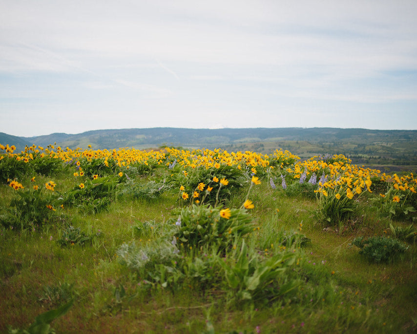 Wildflowers Palette Pack PDF